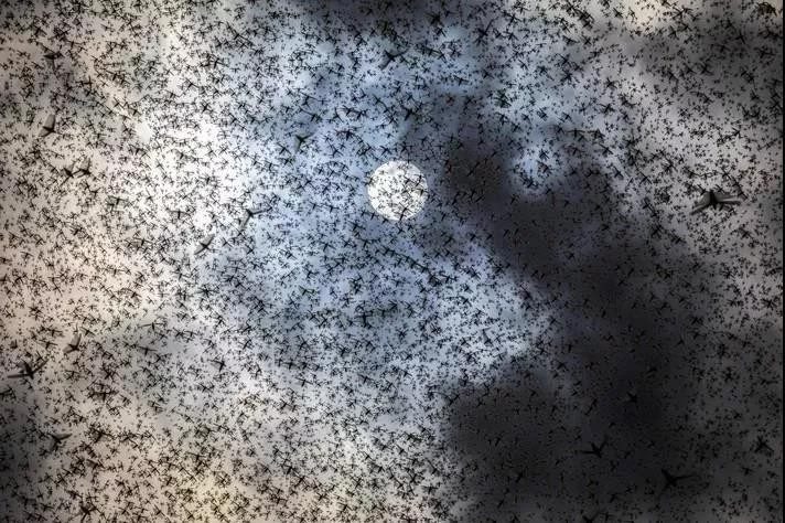 4000億隻來襲，蝗蟲蔽日如何生存自救？丨硬核生存指南