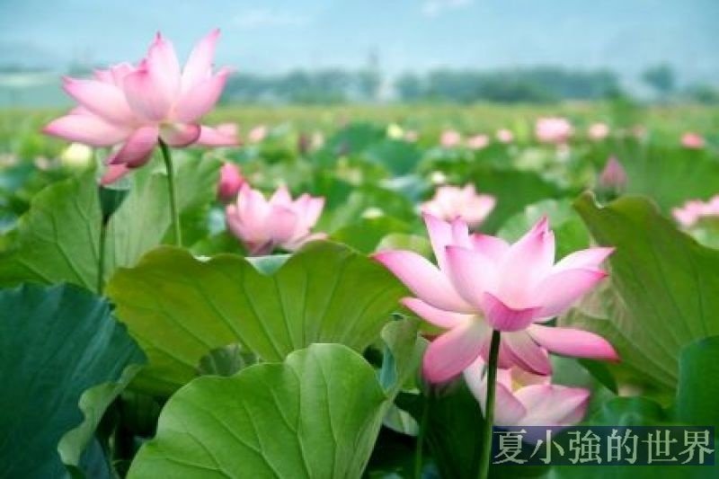 荷花