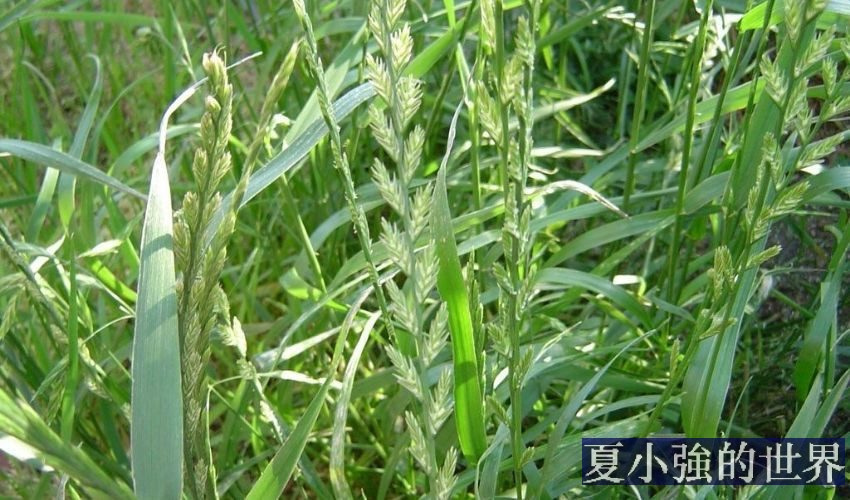 毒麥
