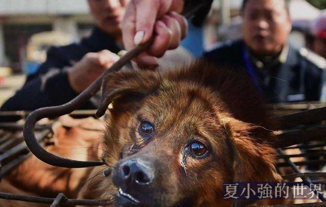 吃狗