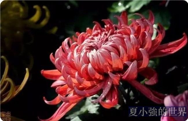 菊花