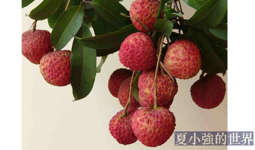 荔枝