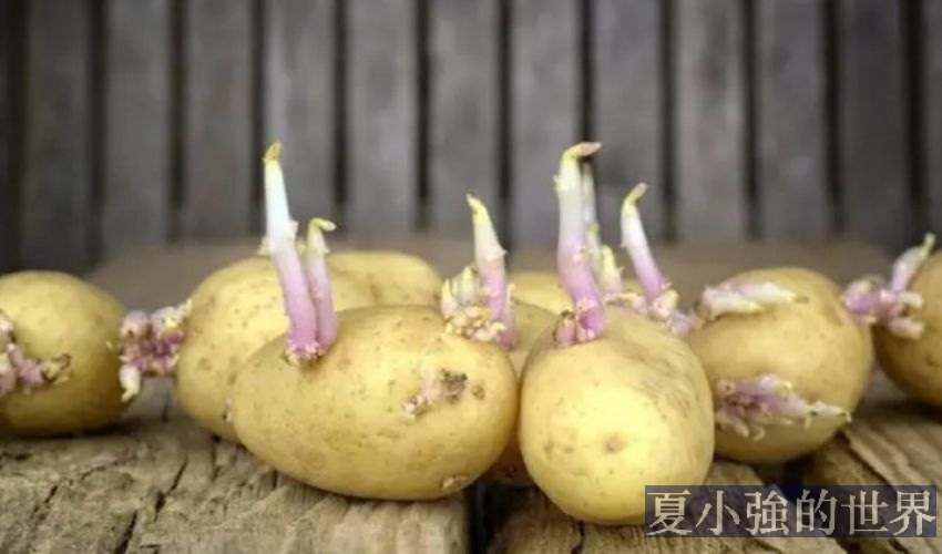土豆發芽