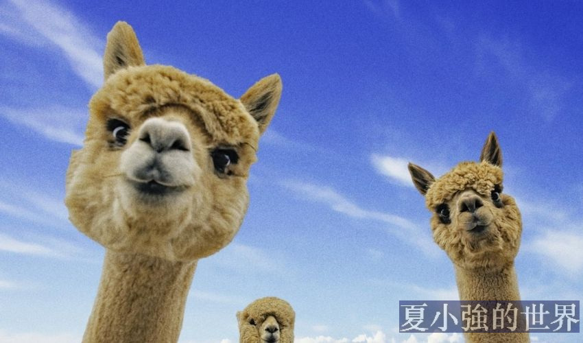 羊駝